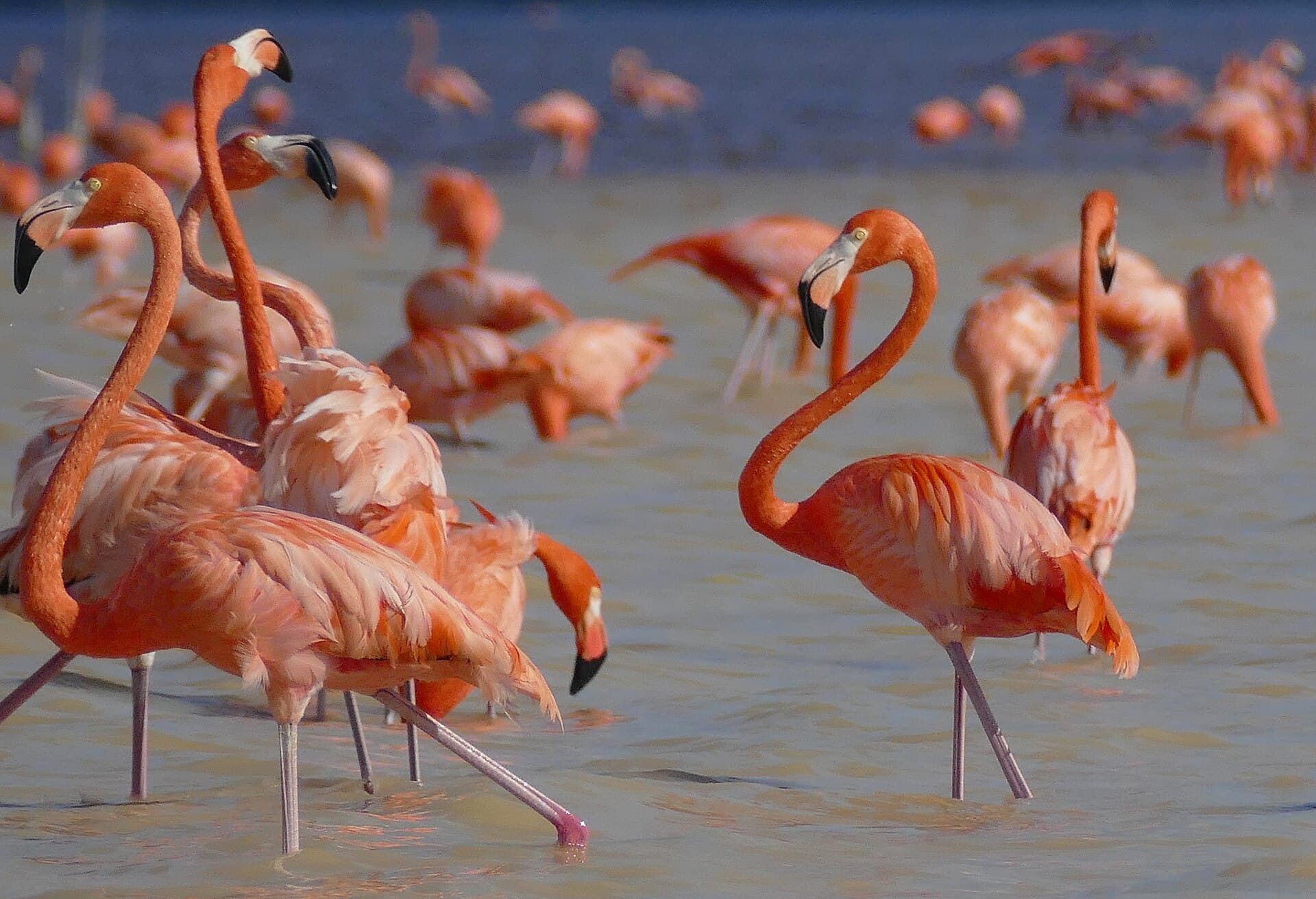 American flamingos in the Celestún Biosphere Reserve lagoon