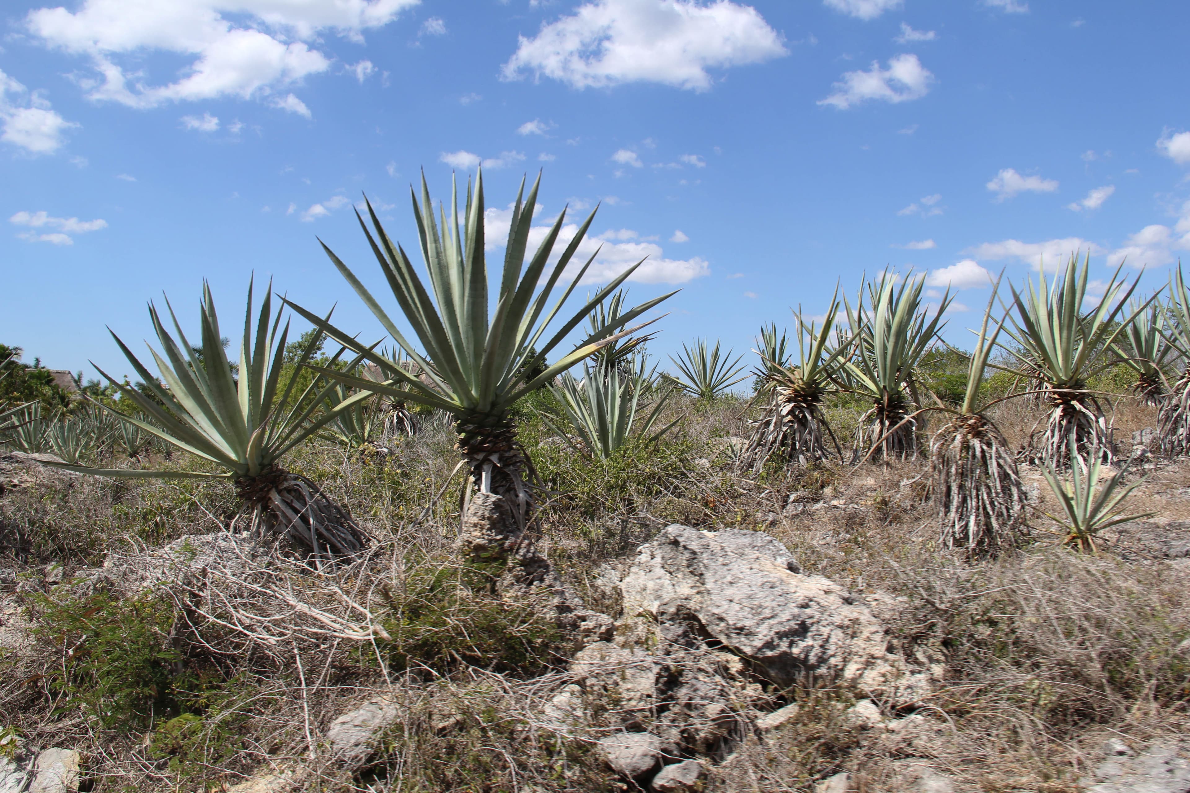 Rows of blue-green henequen plants at a Yucatan hacienda