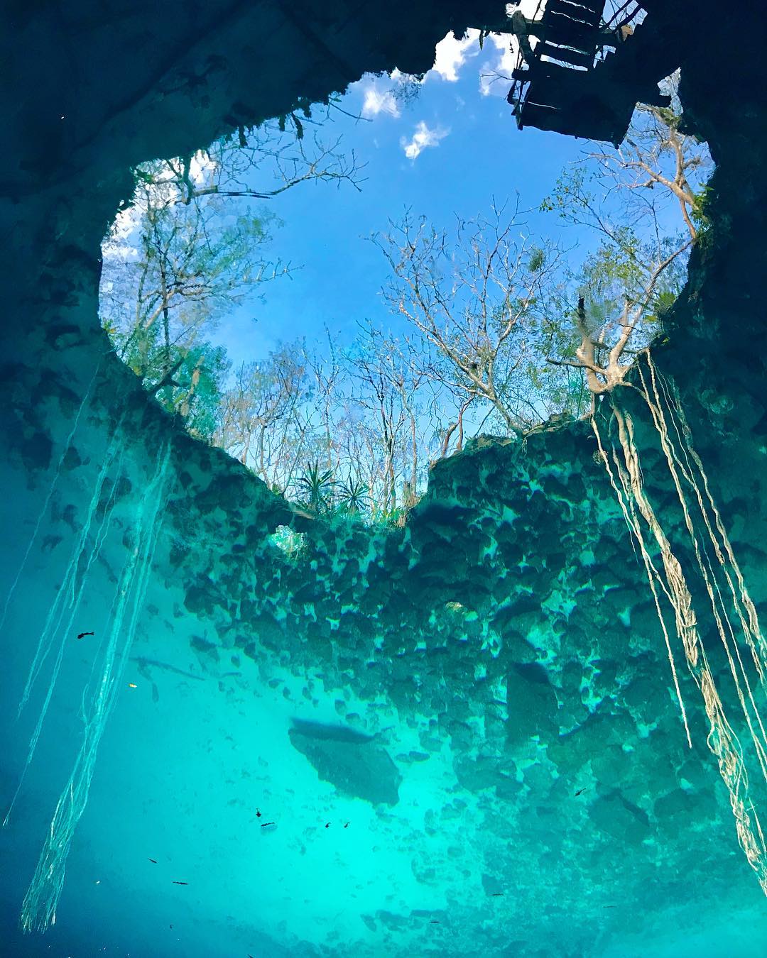 Open limestone mouth of Cenote Noh Mozón