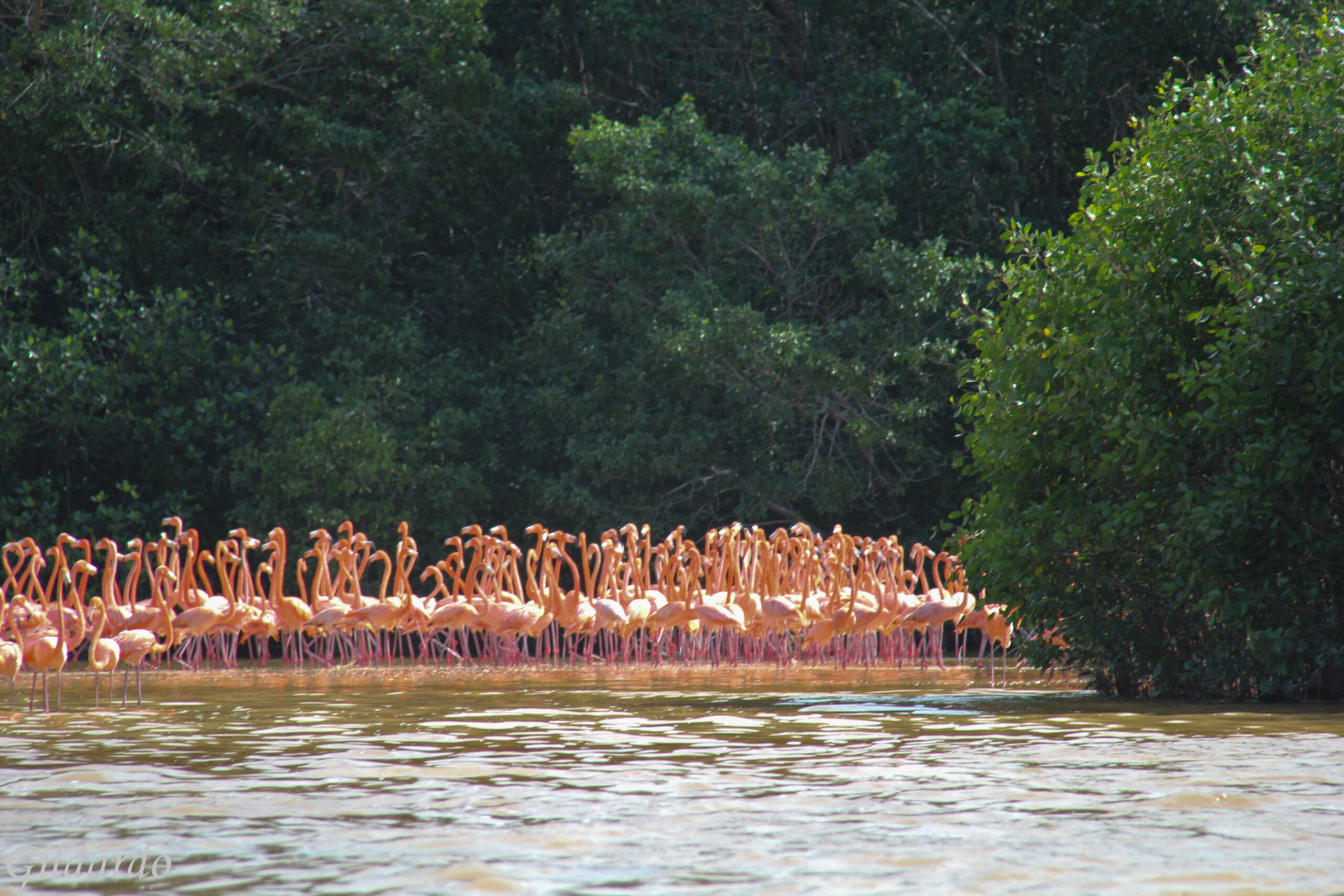 Celestún Flamingo Boat Tour – Wildlife Adventure