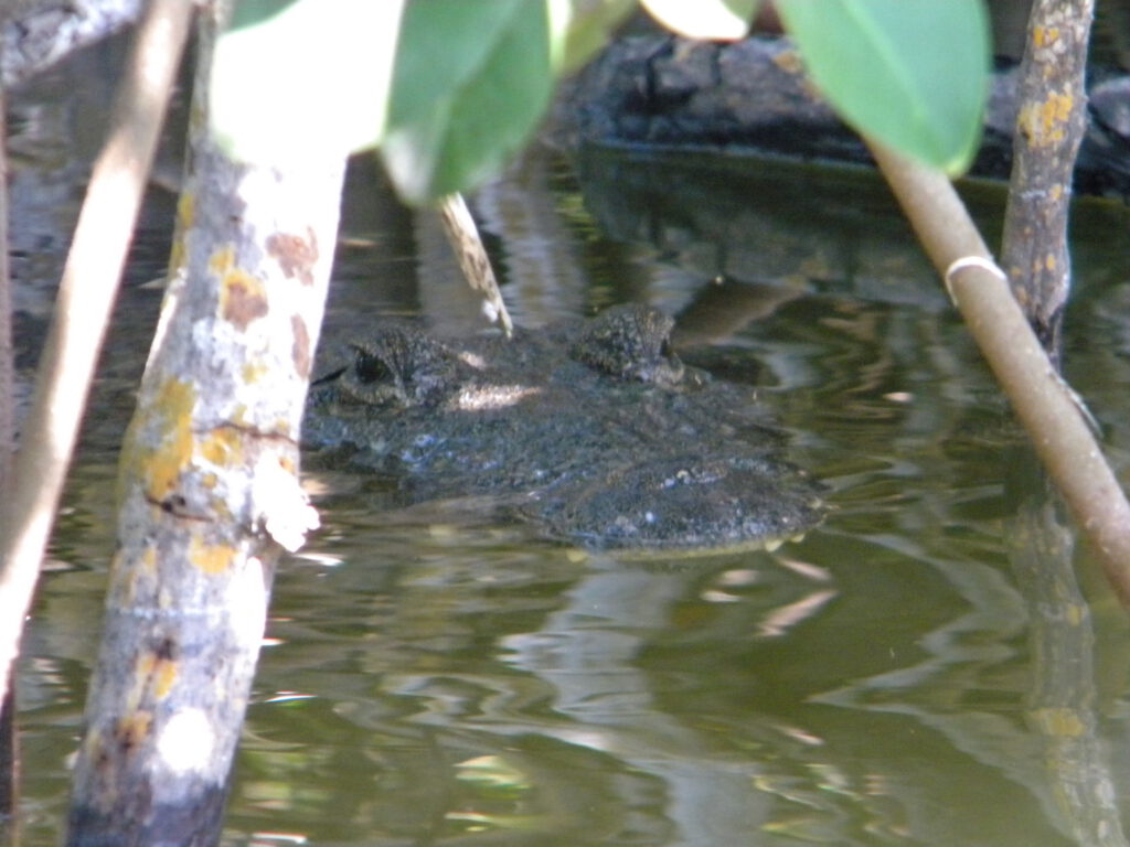 Crocodiles in Yucatán: Wildlife Guide for Curious Travelers